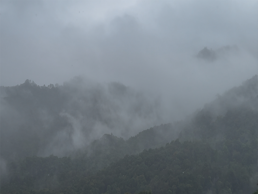 ORGANØØ1 MOONSTONE